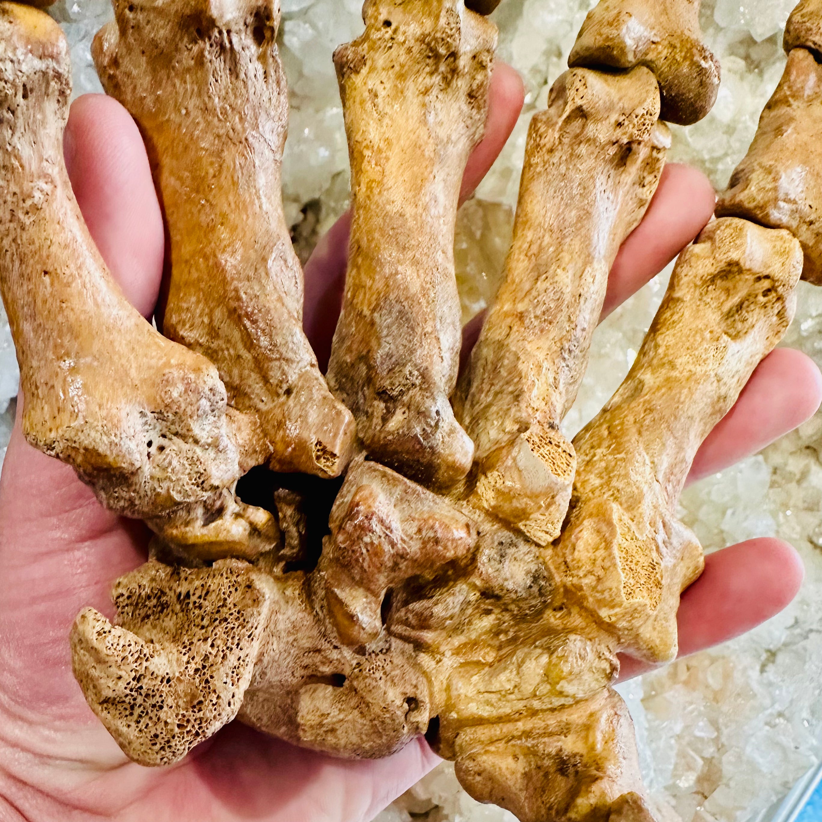 Cave Bear Claw