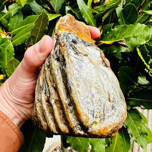 Woolly Mammoth Tooth