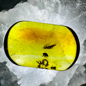 Bugs Trapped In Amber