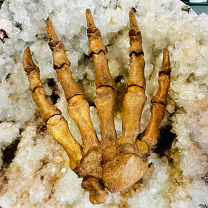 Cave Bear Claw