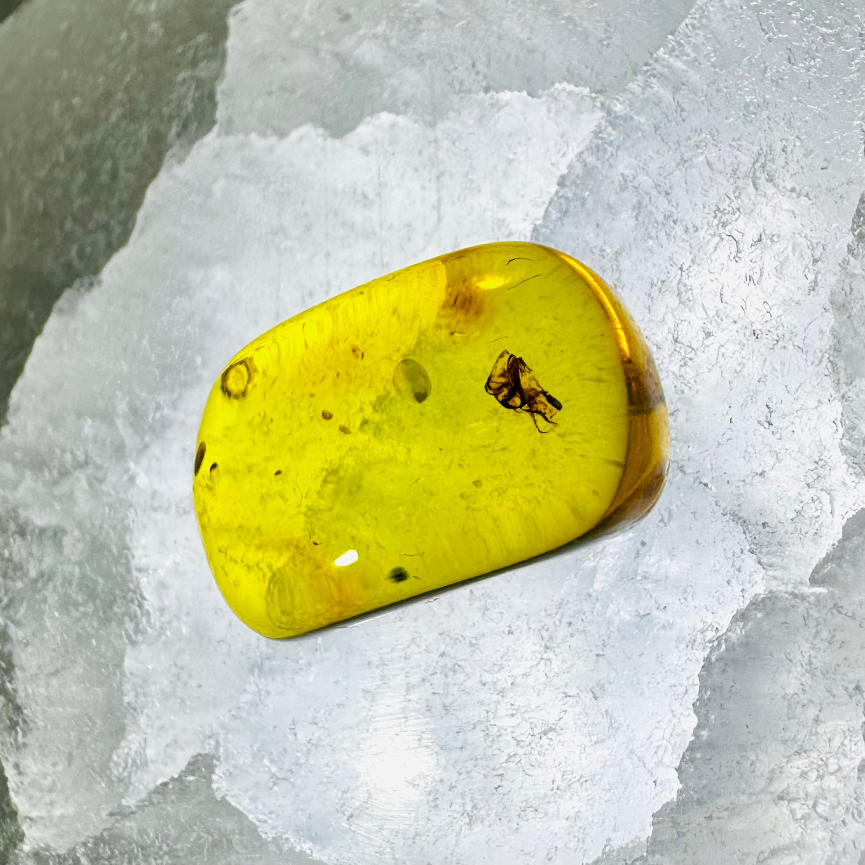 Fly Trapped In Amber