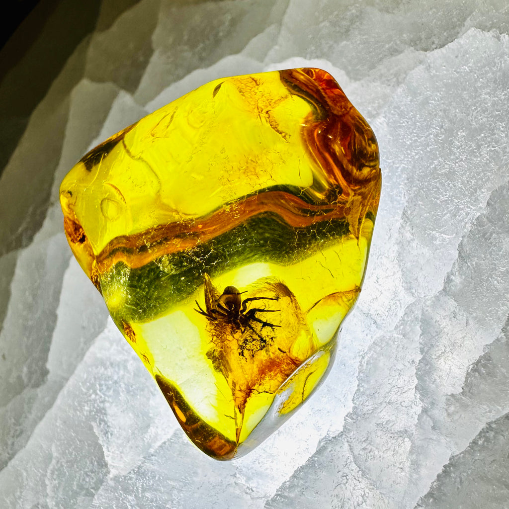Spider Trapped In Amber