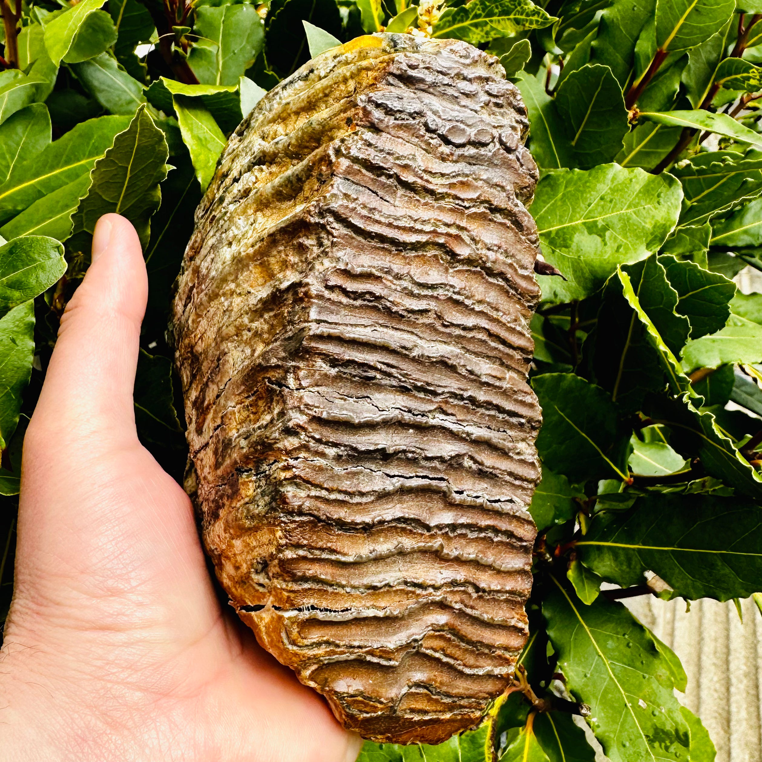 Woolly Mammoth Tooth