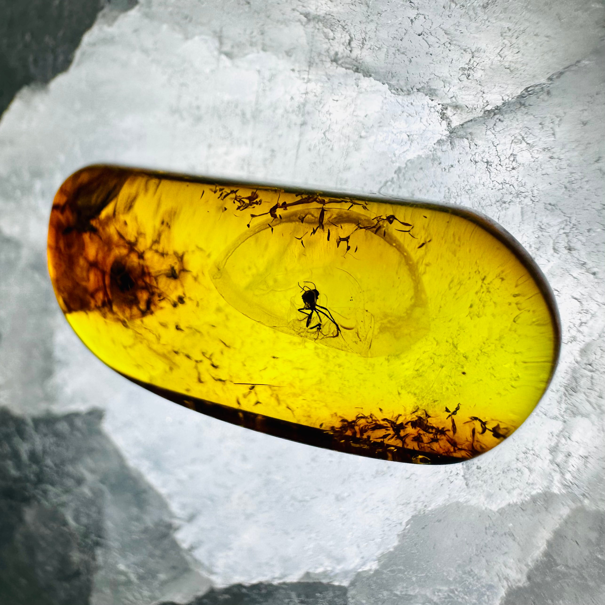 Spider Trapped In Amber