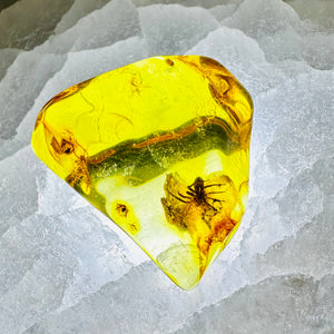 Spider Trapped In Amber