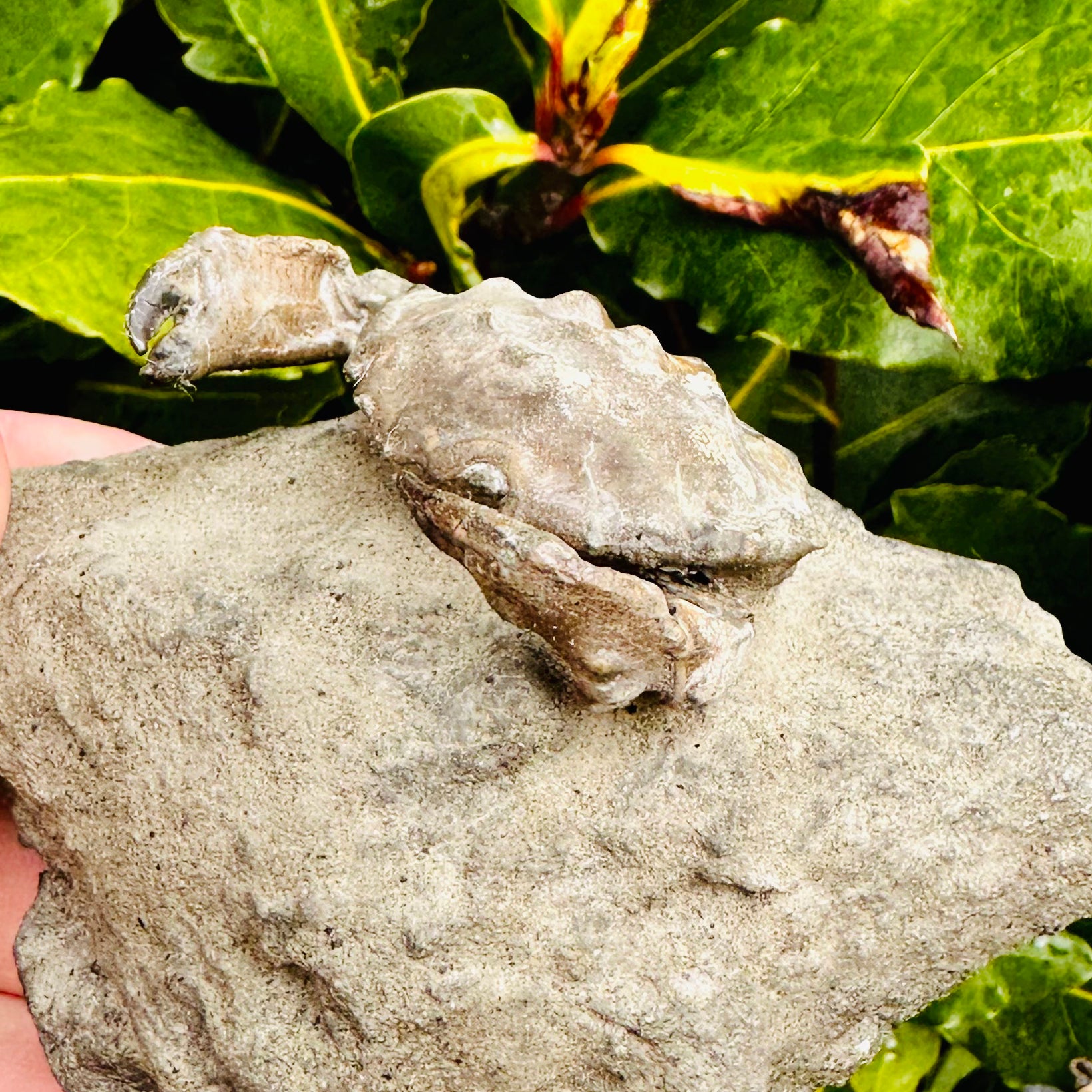 Fossil Crab