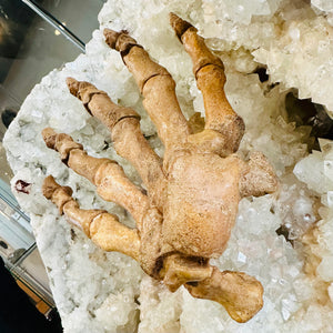 Cave Bear Claw