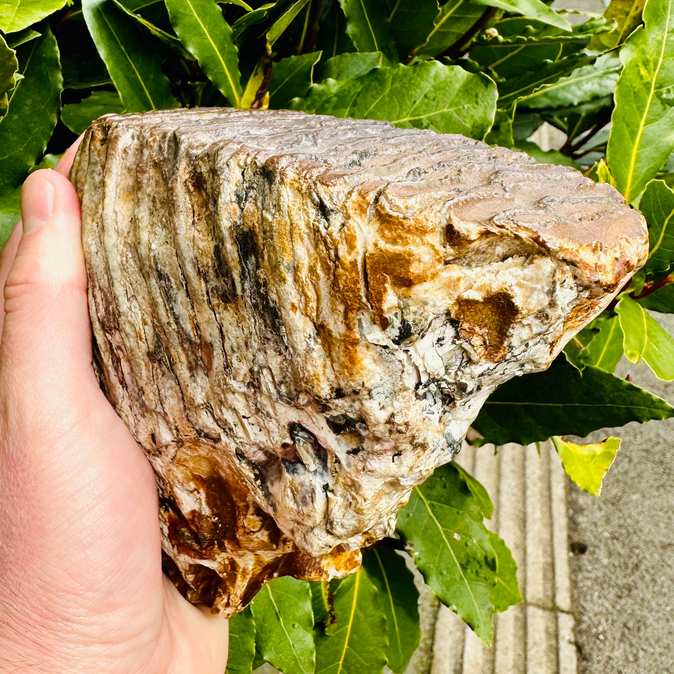 Woolly Mammoth Tooth