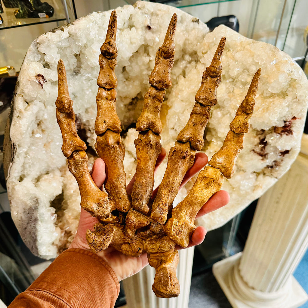 Cave Bear Claw