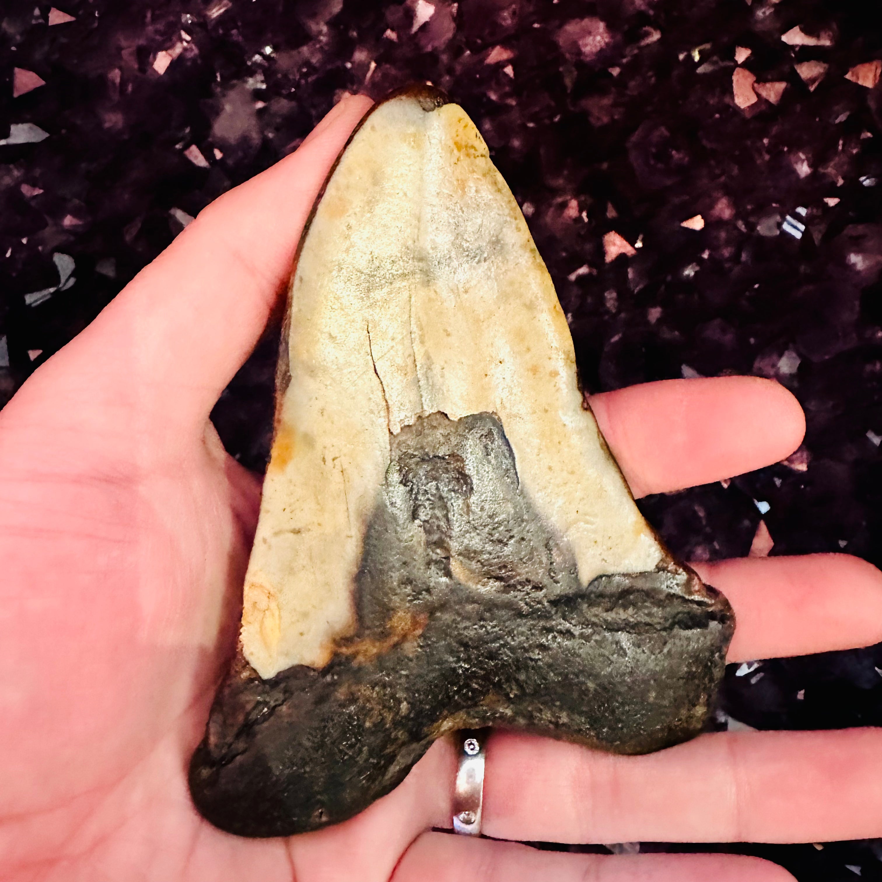 Megaladon Tooth