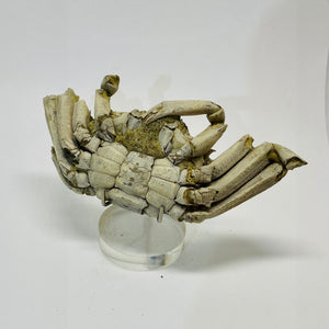 Fossil Crab