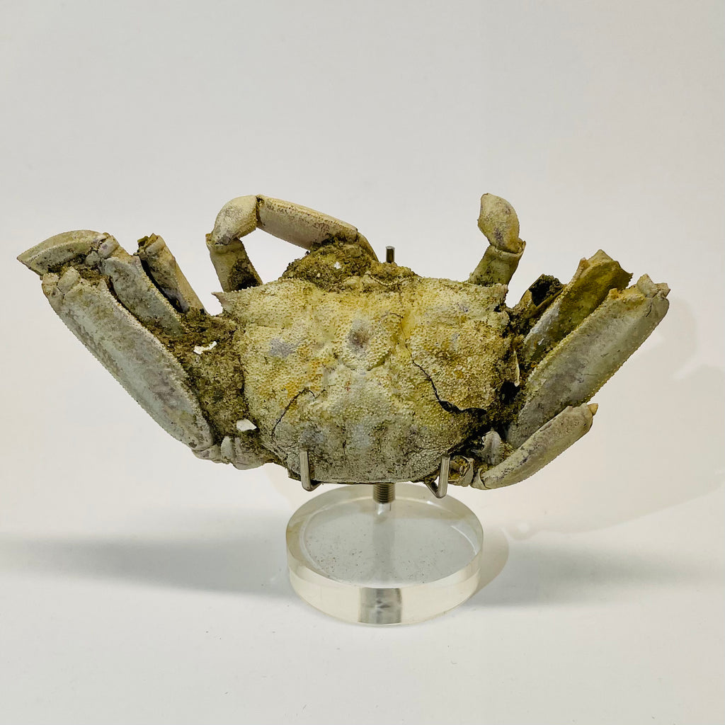 Fossil Crab